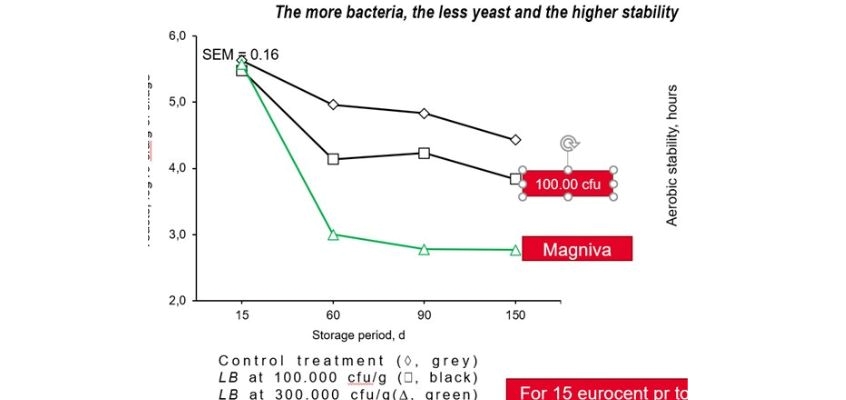 The more bacteria, the less yeast and the higher stability