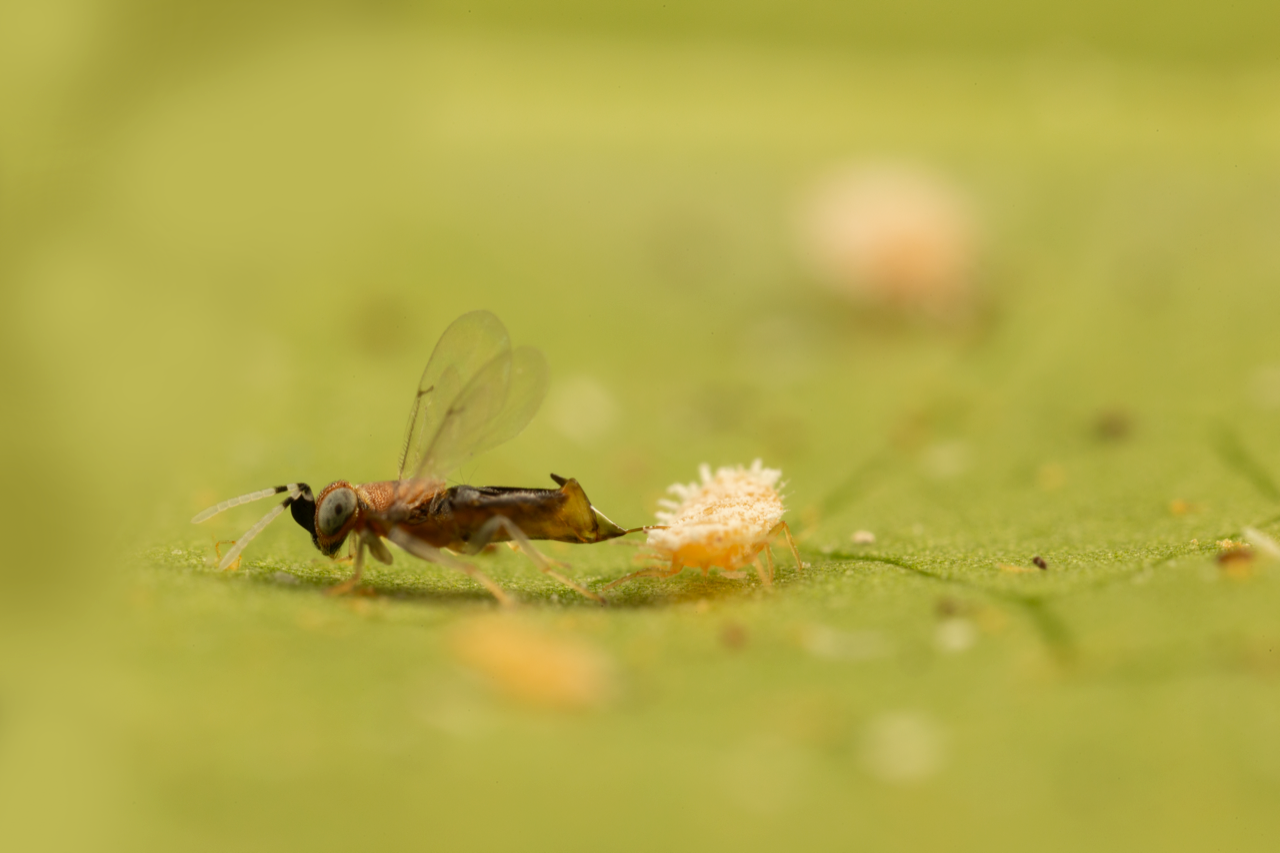 Anagyrus pseudococci kiletiivaline parasitoid. Foto: Bioplanet.