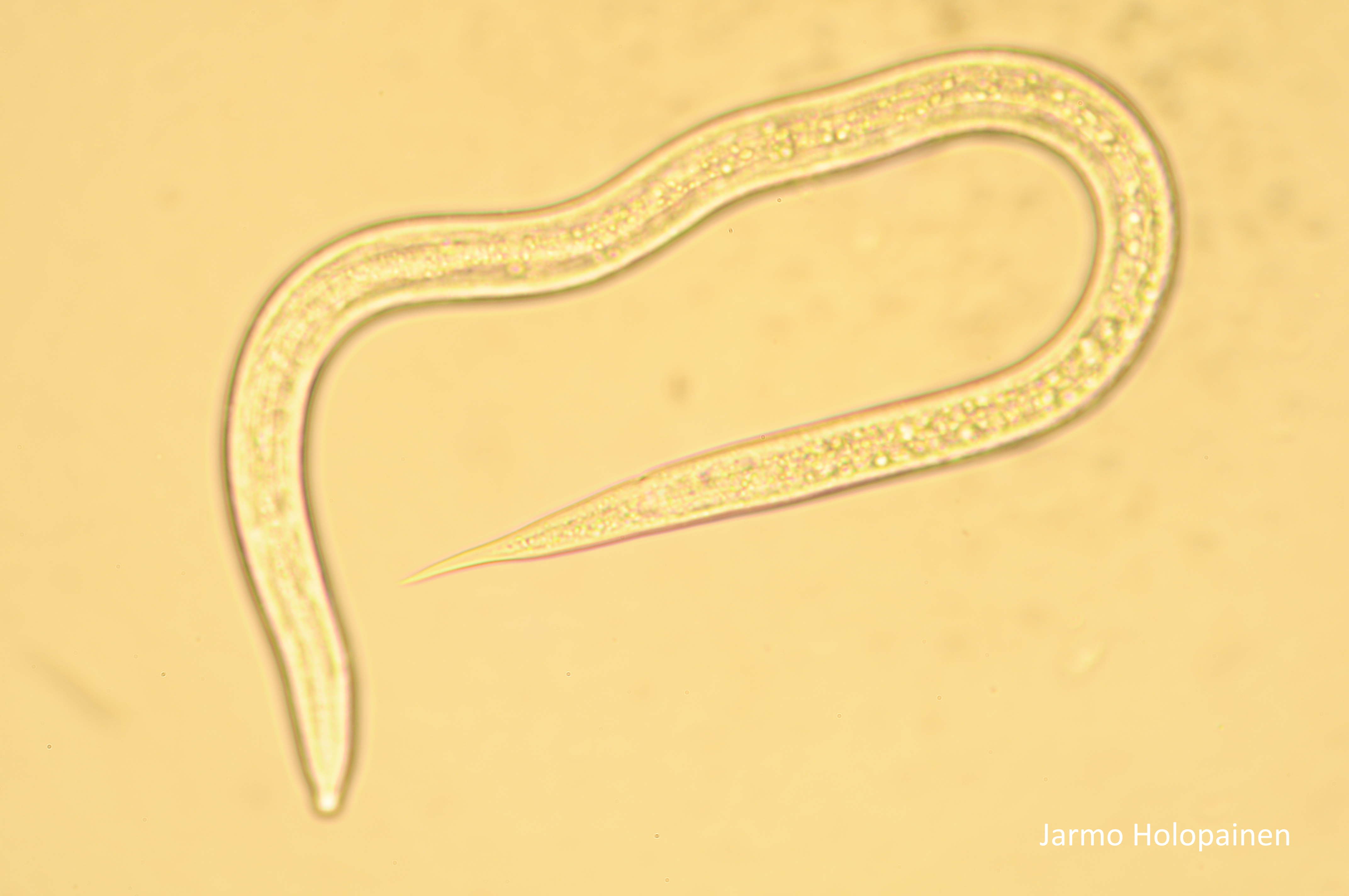 nematood. Pildi autor Jarmo Holopainen, Biotus.